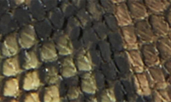 Daarling Snakeskin Embossed Buckle Loafer - Image 7