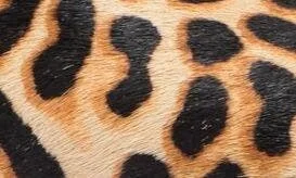 Genuine Calf Hair Pump - Image 7