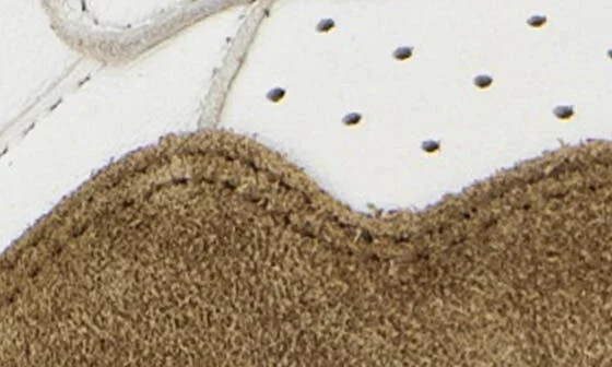 Medalist Low Sneaker - Image 7