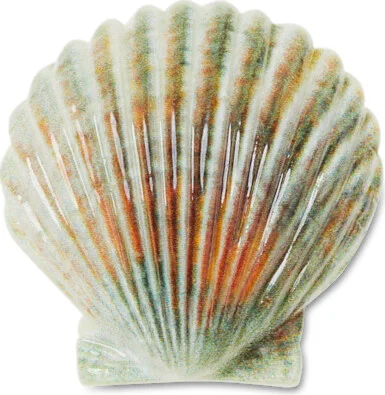 Natural Seashell